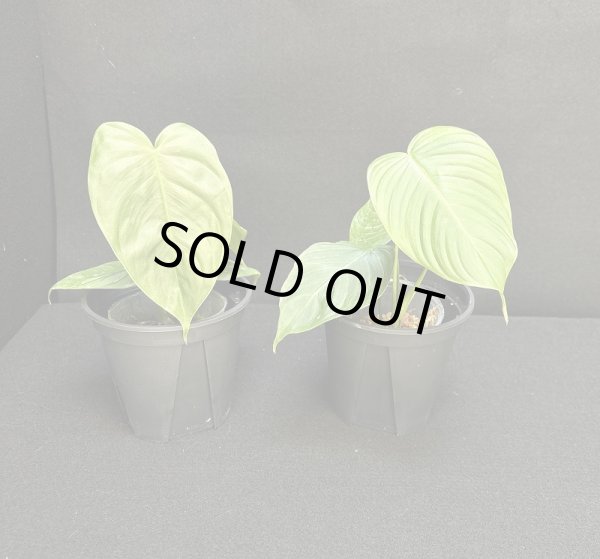 画像1: 【Plants Mafia】Philodendron Tenue (フィロデンドロン テヌー) 4.0号 (¥4,000 x 6Pcs) (1)