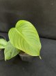 画像4: 【Plants Mafia】Philodendron Tenue (フィロデンドロン テヌー) 4.0号 (¥4,000 x 6Pcs) (4)