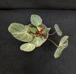 画像3: 【Plants Mafia】Philodendron Rubrijuvenile(フィロデンドロン ルブリジュベナイル) 3.5号 (¥4,000 x 6Pcs) (3)