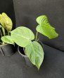 画像3: 【Plants Mafia】Philodendron Tenue (フィロデンドロン テヌー) 4.0号 (¥4,000 x 6Pcs) (3)