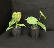 画像2: 【Plants Mafia】Philodendron Tenue (フィロデンドロン テヌー) 4.0号 (¥4,000 x 6Pcs) (2)