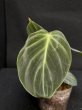 画像1: 【Plants Mafia】Philodendron Rubrijuvenile(フィロデンドロン ルブリジュベナイル) 3.5号 (¥4,000 x 6Pcs) (1)