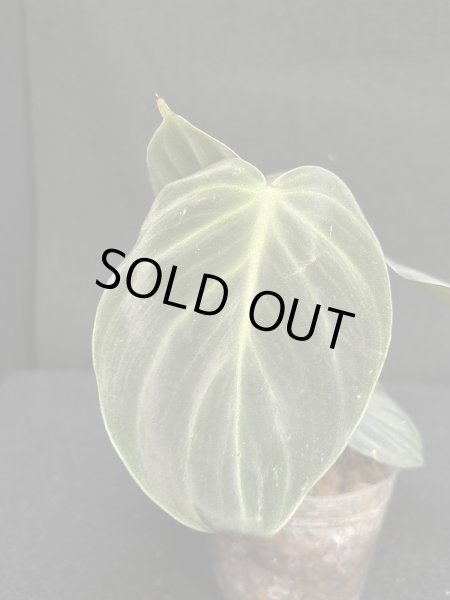 画像1: 【Plants Mafia】Philodendron Rubrijuvenile(フィロデンドロン ルブリジュベナイル) 3.5号 (¥4,000 x 6Pcs) (1)