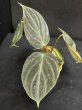 画像2: 【Plants Mafia】Philodendron Rubrijuvenile(フィロデンドロン ルブリジュベナイル) 3.5号 (¥4,000 x 6Pcs) (2)