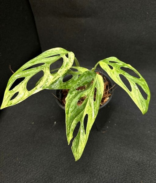 画像1: 【AMAZON】Monstera Adansonii Variegated 'Mint' (モンステラ アダンソニー ヴァリエガータ ミント) 3.5号(¥8,000 x 4Pcs)  (1)