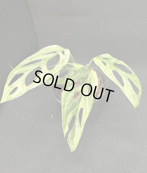 画像1: 【AMAZON】Monstera Adansonii Variegated 'Mint' (モンステラ アダンソニー ヴァリエガータ ミント) 3.5号(¥6,800 x 5Pcs)  (1)