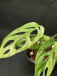 画像4: 【AMAZON】Monstera Adansonii Variegated 'Mint' (モンステラ アダンソニー ヴァリエガータ ミント) 3.5号(¥6,800 x 5Pcs)  (4)
