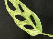 画像5: 【AMAZON】Monstera Adansonii Variegated 'Mint' (モンステラ アダンソニー ヴァリエガータ ミント) 3.5号(¥6,800 x 5Pcs)  (5)