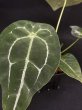 画像4: 【AMAZON】Anthurium Forgetii(アンスリウム・フォアゲッティ 3.5号)(¥4,800x 6Pcs)(3.0kg/Case) (4)