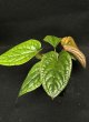 画像1: 【AMAZON】Anthurium Luxurians x Radicans(アンスリウム・ルクスリアンス・ラディカンス 3.5号 )(¥6,800x 6Pcs)(3.0kg/Case) (1)