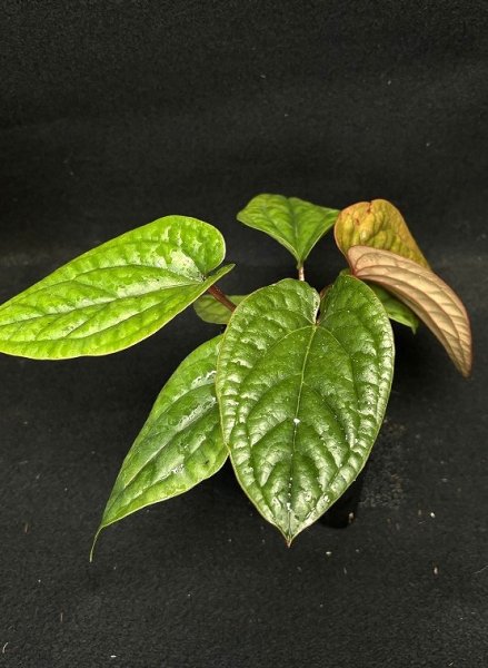 画像1: 【AMAZON】Anthurium Luxurians x Radicans(アンスリウム・ルクスリアンス・ラディカンス 3.5号 )(¥6,800x 6Pcs)(3.0kg/Case) (1)