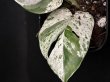 画像4: 【AMAZON】Epipremnum pinnatum Marble (エピプレムナム ピナツム マーブル) 3号(¥1,500 x 12Pcs)  (4)