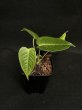 画像2: 【AMAZON】Anthurium KING&QUEEN(アンスリウム　キング＆クイーン 3号)(¥6,800x 8Pcs)(3.0kg/Case)　 (2)