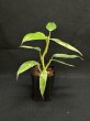 画像4: 【Plants Mafia】Philodendron Domesticum Variegata(フィロデンドロン ドメスティック 斑入り)3.5号(¥10,000 x 3Pcs) (4)