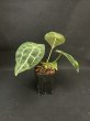 画像2: 【AMAZON】Anthurium Forgetii(アンスリウム・フォアゲッティ 3.5号)(¥4,800x 6Pcs)(3.0kg/Case) (2)