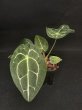 画像3: 【AMAZON】Anthurium Forgetii(アンスリウム・フォアゲッティ 3.5号)(¥4,800x 6Pcs)(3.0kg/Case) (3)
