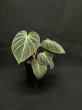 画像1: 【Plants Mafia】Philodendron Rubrijuvenile(フィロデンドロン ルブリジュベナイル) 3.5号 (¥4,000 x 6Pcs) (1)