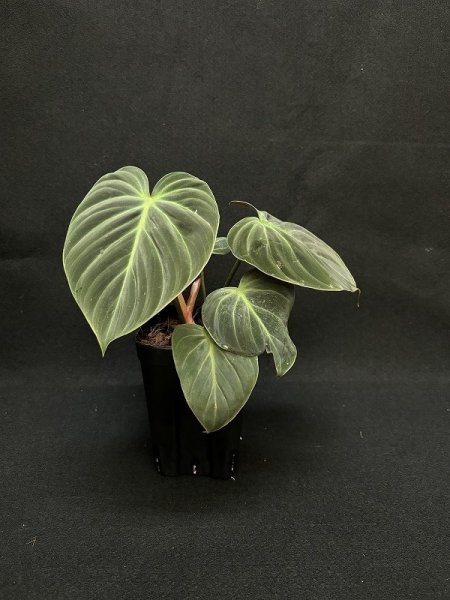 画像1: 【Plants Mafia】Philodendron Rubrijuvenile(フィロデンドロン ルブリジュベナイル) 3.5号 (¥4,000 x 6Pcs) (1)