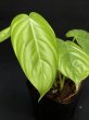 画像3: 【Plants Mafia】Philodendron Tenue (フィロデンドロン テヌー) 3.5号 (¥4,000 x 6Pcs) (3)