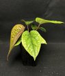 画像3: 【AMAZON】Anthurium Luxurians x Radicans(アンスリウム・ルクスリアンス・ラディカンス 3.5号 )(¥6,800x 6Pcs)(3.0kg/Case) (3)