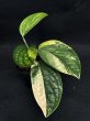 画像1: 【AMAZON】Monstera Karstenianum Variegated Peru (モンステラ カルステニアナム ペルー 斑入り) 3.5号(¥4,000 x 6Pcs)  (1)