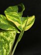 画像4: 【AMAZON】Epipremnum Amazon Gold M  (エピプレムナム　アマゾンゴールドＭ ) 3.5号(¥4,000 x 6Pcs) 　 (4)