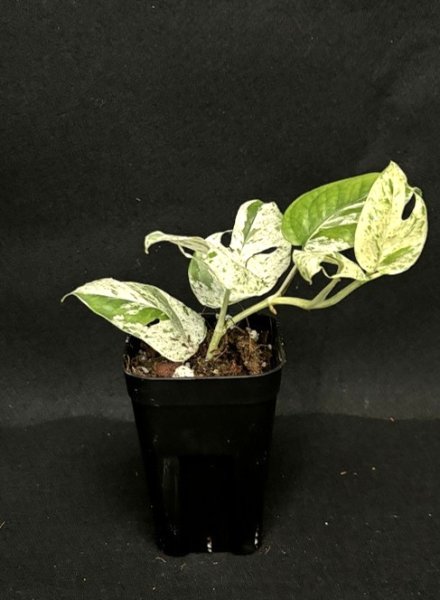 画像1: 【AMAZON】Epipremnum pinnatum Marble (エピプレムナム ピナツム マーブル) 3号(¥1,500 x 12Pcs)  (1)