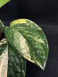 画像3: 【AMAZON】Monstera Karstenianum Variegated Peru (モンステラ カルステニアナム ペルー 斑入り) 3.5号(¥4,000 x 6Pcs)  (3)
