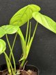 画像4: 【Plants Mafia】Philodendron Tenue (フィロデンドロン テヌー) 3.5号 (¥4,000 x 6Pcs) (4)