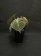 画像2: 【Plants Mafia】Philodendron Rubrijuvenile(フィロデンドロン ルブリジュベナイル) 3.5号 (¥4,000 x 6Pcs) (2)