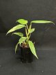 画像1: 【Plants Mafia】Philodendron Domesticum Variegata(フィロデンドロン ドメスティック 斑入り)3.5号(¥10,000 x 3Pcs) (1)