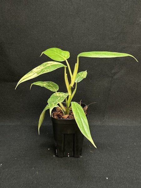 画像1: 【Plants Mafia】Philodendron Domesticum Variegata(フィロデンドロン ドメスティック 斑入り)3.5号(¥10,000 x 3Pcs) (1)