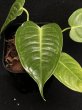 画像3: 【AMAZON】Anthurium KING&QUEEN(アンスリウム　キング＆クイーン 3号)(¥6,800x 8Pcs)(3.0kg/Case)　 (3)
