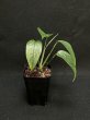 画像2: 【AMAZON】Epipremnum Cebu Marble (エピプレムナム セブ ブルー マーブル) 3号(¥2,500 x 8Pcs)  (2)
