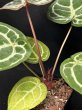 画像4: 【AMAZON】Anthurium Red Crystallinum × 'Silver Blush' (アンスリウム　レッドクリスタリナム×シルバーブラッシュ3.5号 )(¥24,000x 1Pcs)(3.0kg/Case)　 (4)