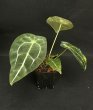 画像1: 【AMAZON】Anthurium Forgetii(アンスリウム・フォアゲッティ 3.5号)(¥4,800x 6Pcs)(3.0kg/Case) (1)