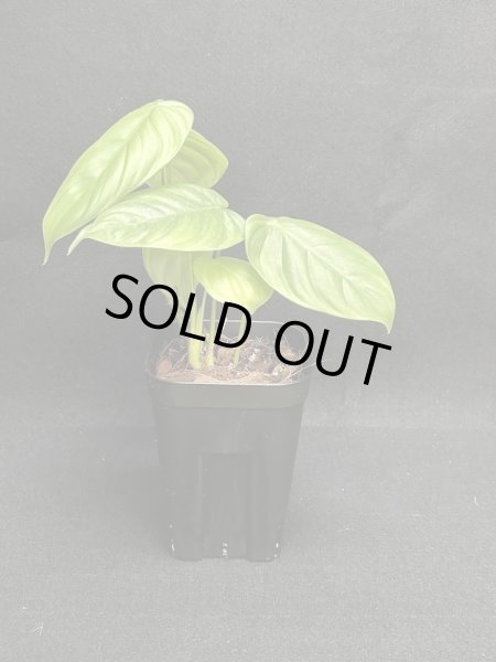画像1: 【Plants Mafia】Philodendron Tenue (フィロデンドロン テヌー) 3.5号 (¥4,000 x 6Pcs) (1)