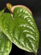 画像4: 【AMAZON】Anthurium Luxurians x Radicans(アンスリウム・ルクスリアンス・ラディカンス 3.5号 )(¥6,800x 6Pcs)(3.0kg/Case) (4)