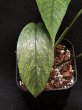 画像4: 【AMAZON】Epipremnum Cebu Marble (エピプレムナム セブ ブルー マーブル) 3号(¥2,500 x 8Pcs)  (4)