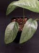 画像3: 【AMAZON】Epipremnum Cebu Marble (エピプレムナム セブ ブルー マーブル) 3号(¥2,500 x 8Pcs)  (3)