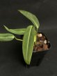 画像4: 【AMAZON】Anthurium KING&QUEEN(アンスリウム　キング＆クイーン 3号)(¥6,800x 8Pcs)(3.0kg/Case)　 (4)