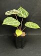 画像3: 【AMAZON】Anthurium Red Crystallinum × 'Silver Blush' (アンスリウム　レッドクリスタリナム×シルバーブラッシュ3.5号 )(¥24,000x 1Pcs)(3.0kg/Case)　 (3)