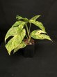 画像1: 【AMAZON】Epipremnum Amazon Gold M  (エピプレムナム　アマゾンゴールドＭ ) 3.5号(¥4,000 x 6Pcs) 　 (1)