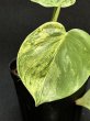 画像4: 【Plants Mafia】Philodendron Hederaceum Variegated (フィロデンドロン　ヘデラセウム　バリエガータ)3号(¥1,500 x 12Pcs) (4)