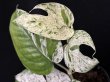 画像3: 【AMAZON】Epipremnum pinnatum Marble (エピプレムナム ピナツム マーブル) 3号(¥1,500 x 12Pcs)  (3)