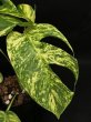 画像3: 【AMAZON】Epipremnum Amazon Gold M  (エピプレムナム　アマゾンゴールドＭ ) 3.5号(¥4,000 x 6Pcs) 　 (3)