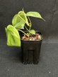 画像2: 【Plants Mafia】Philodendron Hederaceum Variegated (フィロデンドロン　ヘデラセウム　バリエガータ)3号(¥1,500 x 12Pcs) (2)
