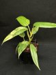 画像2: 【Plants Mafia】Philodendron Domesticum Variegata(フィロデンドロン ドメスティック 斑入り)3.5号(¥10,000 x 3Pcs) (2)