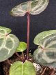 画像4: 【AMAZON】Anthurium Red Crystallinum (アンスリウム　レッドクリスタリナム 3号 )(¥30,000x 1Pcs)(3.0kg/Case)　 (4)