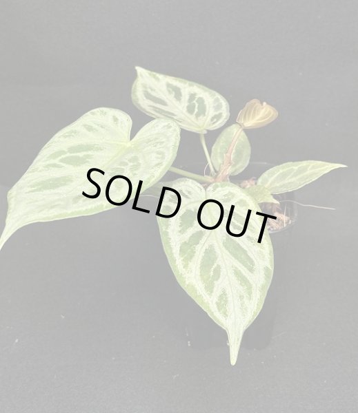 AMAZON】Anthurium 'Dorayaki' x Silver Blush (アンスリウム